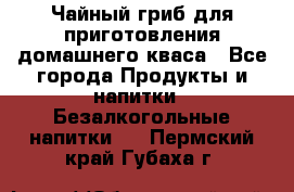 Чайный гриб для приготовления домашнего кваса - Все города Продукты и напитки » Безалкогольные напитки   . Пермский край,Губаха г.